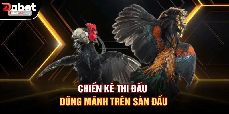 Chiến kê thi đấu dũng mãnh trên sàn đấu