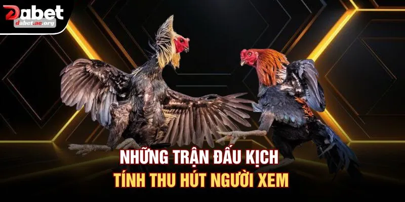 Những trận đấu kịch tính thu hút người xem